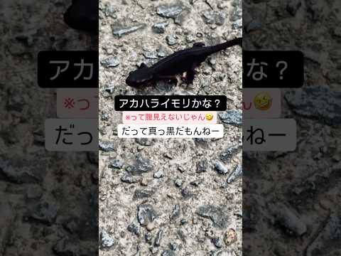 私道を歩いていたら🦎これは何イモリ？