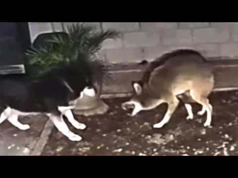 90 Craziest Animal Fights Caught on Camera 2024