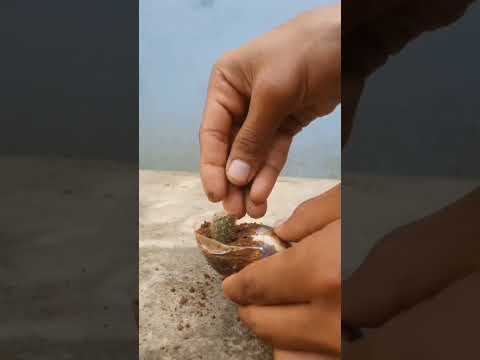 Beautiful Lemon Cactus in snail shell.#garden #shortvideo