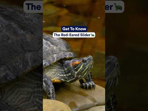 Get to Know: The Red-Eared Slider