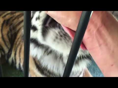 Quick tiger bite