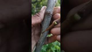 Easiest Grafting Growth Method for BIGGEST Harvests - MUST TRY!