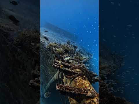 et mesmerized by the wonders of the underwater world of the Maldives