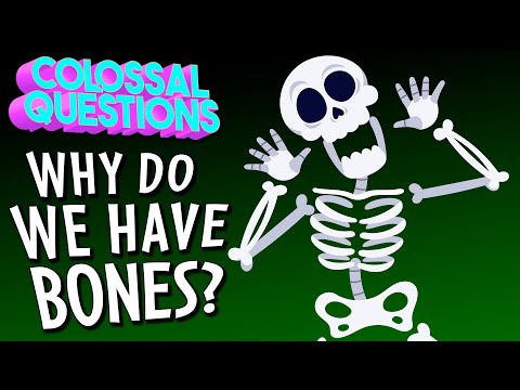 Why Do We Have Bones? | COLOSSAL QUESTIONS