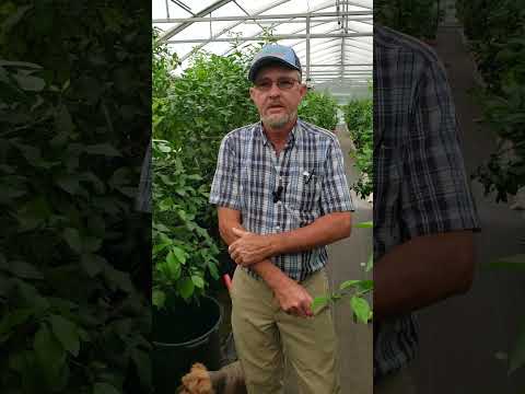 Q & A - When will new Variegated Citrus varieties be available? - Madison Citrus Nursery