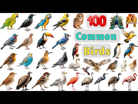 Birds Vocabulary ll 100 Common Birds Name In English With Pictures ll List of Common Birds Pictures