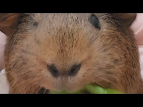 Cute Guinea pigs cage stream