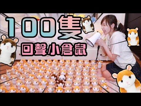 倉鼠二週年企劃！能成功讓100隻倉鼠入教嗎？！| 安啾 (ゝ∀･) ♡