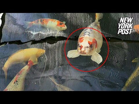 Meet Bob, the fish with a ‘human face’