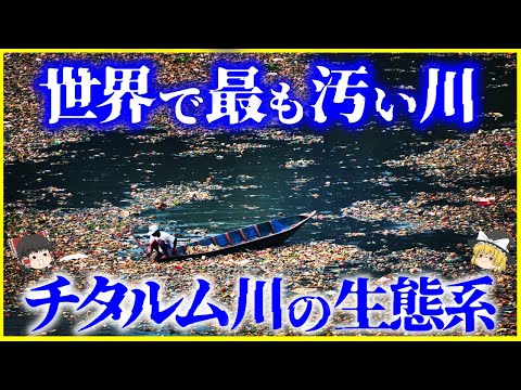 【ゆっくり解説】世界で最も汚染された川「チタルム川」の生態系を解説/どんな生物がいるのか？水質汚染で何が起こるのか？