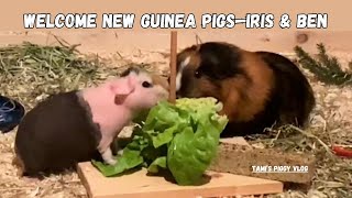 (Tami's Piggy Vlog) Welcome New Guinea Pigs--Iris & Ben! 20241115 EP171