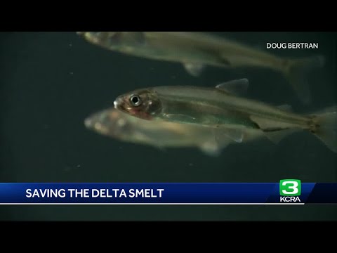 Prospect Island overhaul aims to help repopulate Delta smelt