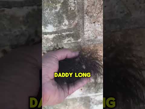 Stay AWAY From This 😨 | Daddy Long Legs #earthexposed