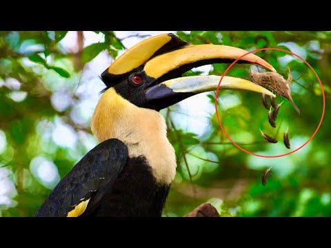 Hornbill  eats chick /Beautiful Wild Bird