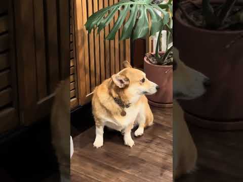 Corgi Hates Dad's Halloween Costume