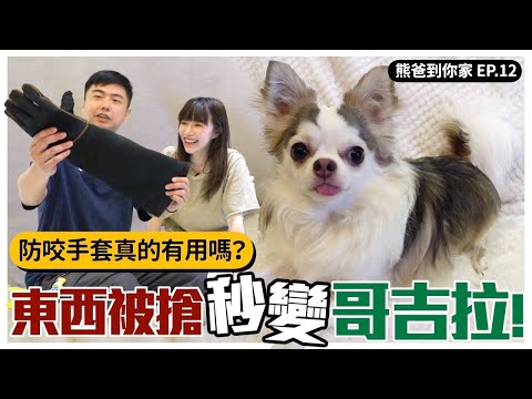 【熊爸估狗】長毛吉娃娃愛亂咬，這一招搞定 ft.有一隻小芝｜鏡週刊