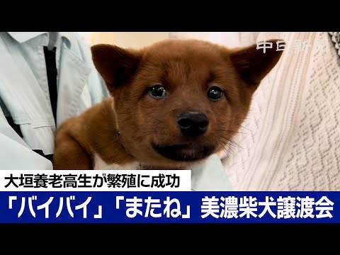 美濃柴犬いまは300匹ほど　3年ぶりに繁殖に成功した大垣養老高校で譲渡会