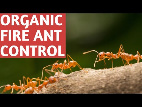 Get Fire Ants Out of Your Garden Beds & Compost