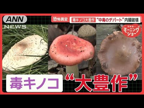 恐怖の毒キノコ“大豊作”　「内臓破壊」「呼吸困難」の恐れ　食べた家族が全員入院も【羽鳥慎一モーニングショー】(2024年11月14日)