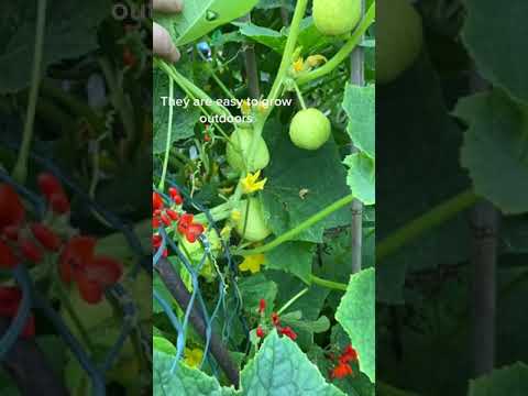 #plantstogrow #gardeninspiration #gardeninspo #cucumbers #allotmentinspiration #growfood #garde