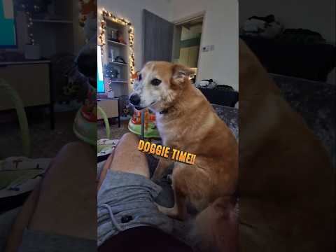 Dog gets too excited for his treats🤣🥰 #funnydog #dogshorts #animallover #doggie