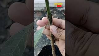 Connect mango technique V #graftingplants #shorts