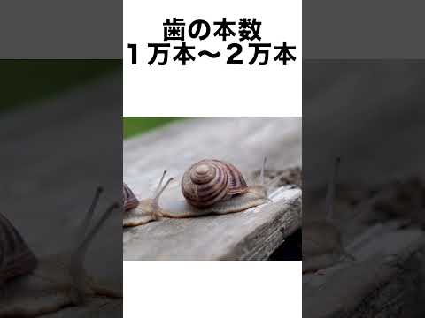 雑学#Shorts 短い達人の教え(0010)カタツムリ#トリビア#雑学