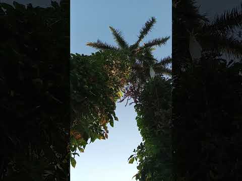 1238  2 royal palms touching