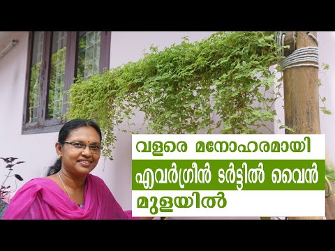 വീടുകൾക്ക് അലങ്കാരമായി ടര്‍ട്ടില്‍ വൈന്‍ മനോഹരമായി വളർത്തിയെടുക്കാം