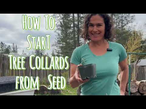 How To Start Tree Collards From Seed