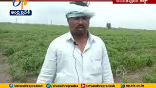 Crops Damaged due to Heavy Rains at | Anantapur District