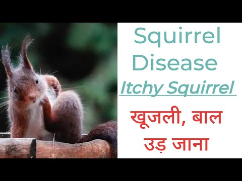 Squirrel Desease - Itchy Squirrel