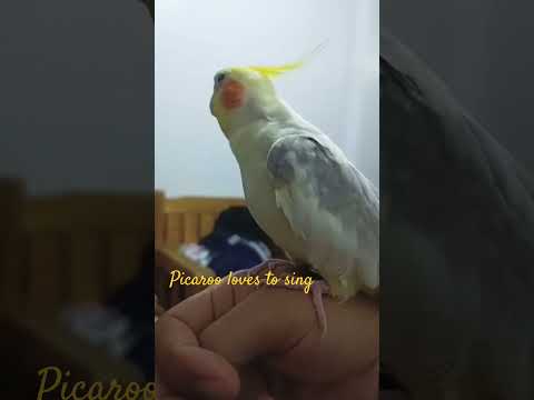 Singing Joyfully - Our Picaroo the Cockatiel Bird #birds #fyp #trending