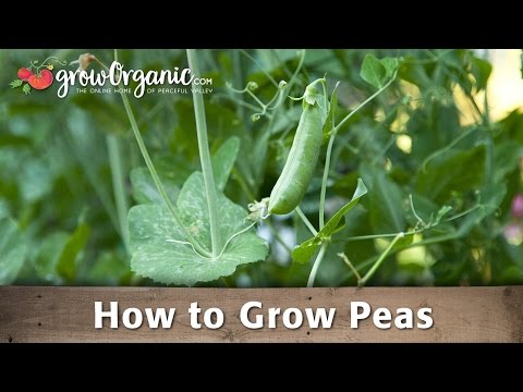 Growing Organic Peas in Your Garden