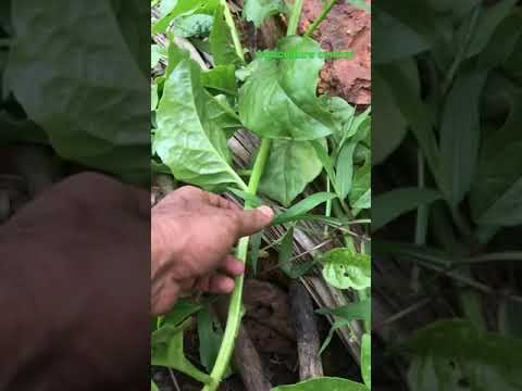 Fresh Wild Grown Malabar Spinach - Agriculture Central