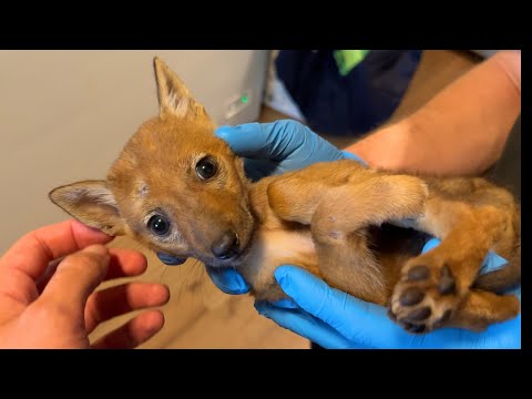 I Rescued a Baby Coyote (to feed Big Ounce)