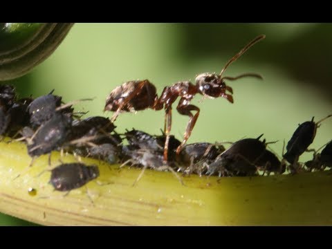 Ants Farming Aphids