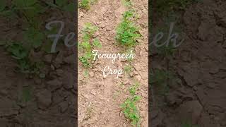 #fenugreek #methi #howtogrow #winterseeds #garden