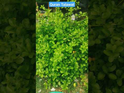 Quran talawat #qurantelwat #quran #tree #trees #greenscreenvideo #shorts #short #viral #video #love