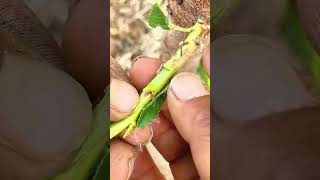 How to grafting #grafting #gardening