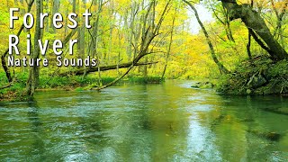 4K  Forest River - Nature Sounds for Sleep & Relaxation