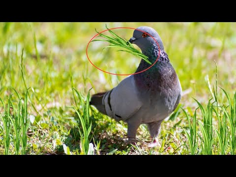 unbelievable pigeon are eating grass