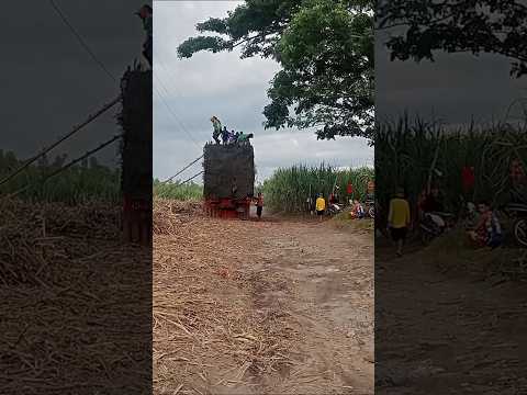 Sugar cane boys #motorbike #motorcycle #lorry