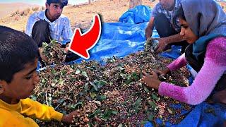 Persian Nomads | Grandma's grandchildren pick mountain pistachio for making a delicious pottage!