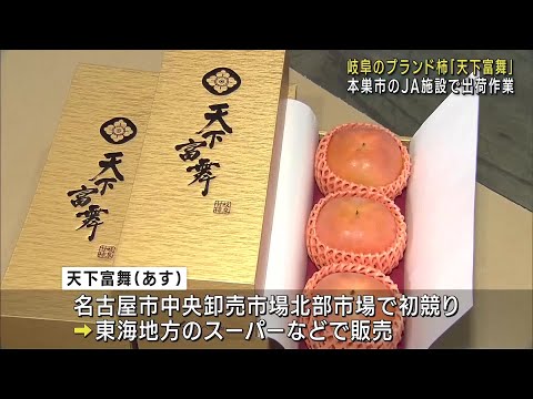 去年は2玉100万円で取引　ブランド柿「天下富舞」の出荷が始まる　岐阜 (24/10/30 12:13)