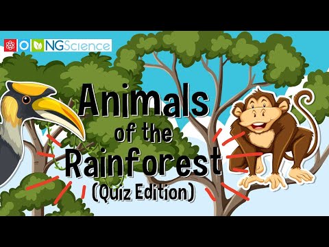 Animals of the Rainforest (Quiz Edition)