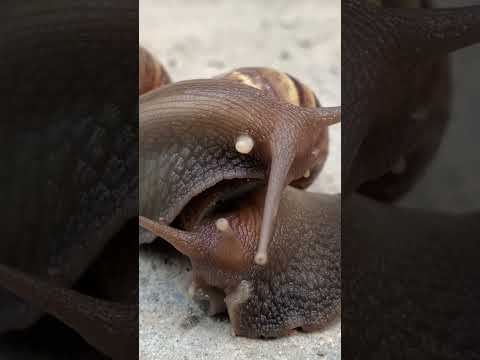 snail making love #shorts