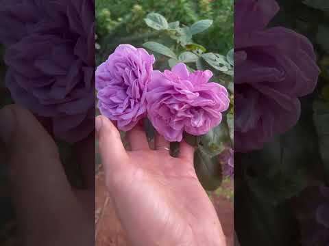 Beautiful purple roses