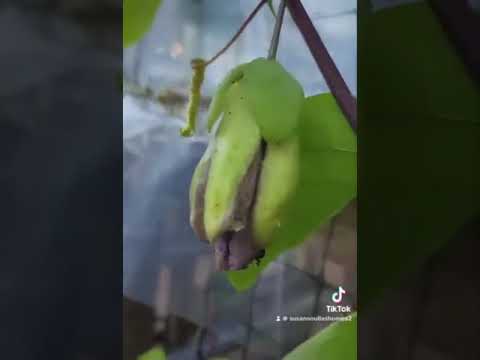 DIY Pollination #passionflower #partytimeforpollinators #whatsgrowingon