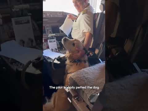 Puppy Hangs Out With Pilot On Board Plane